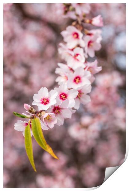Almond blossom Print by Phil Crean