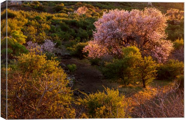 Almond trees in blossom  Canvas Print by Phil Crean