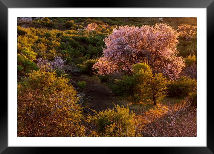 Almond trees in blossom  Framed Mounted Print by Phil Crean