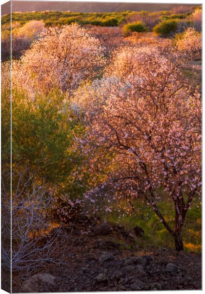 Almond Blossom  Canvas Print by Phil Crean