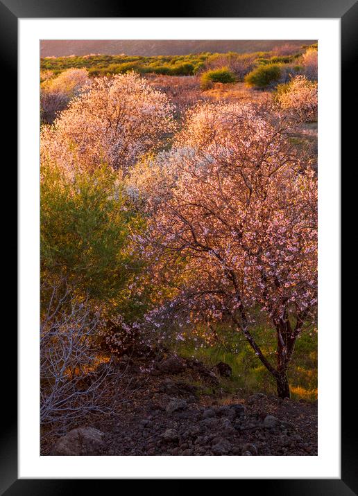 Almond Blossom  Framed Mounted Print by Phil Crean