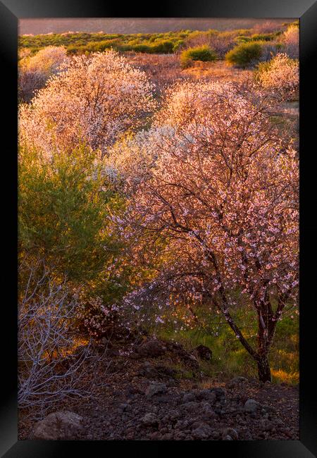 Almond Blossom  Framed Print by Phil Crean