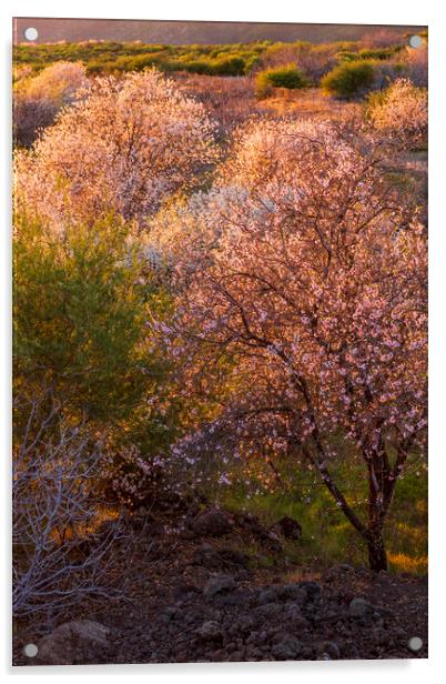 Almond Blossom  Acrylic by Phil Crean