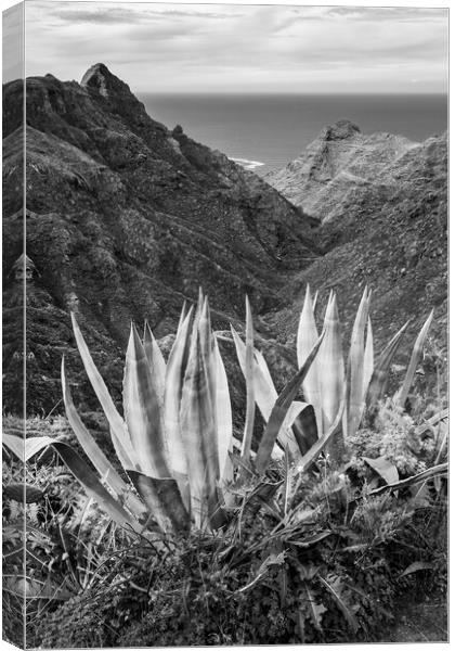 Black and white Agave cactus Canvas Print by Phil Crean