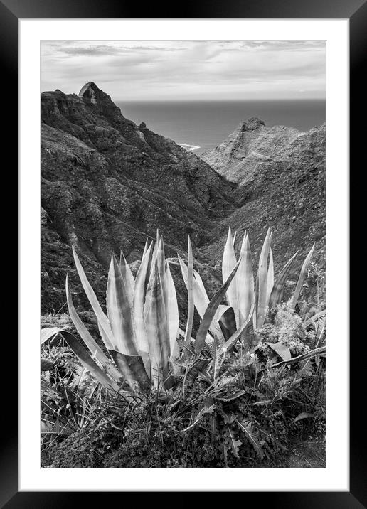 Black and white Agave cactus Framed Mounted Print by Phil Crean