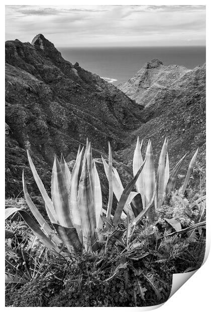 Black and white Agave cactus Print by Phil Crean