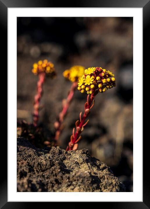 Yellow Aeonium Flower in lava field Framed Mounted Print by Phil Crean