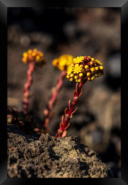 Yellow Aeonium Flower in lava field Framed Print by Phil Crean