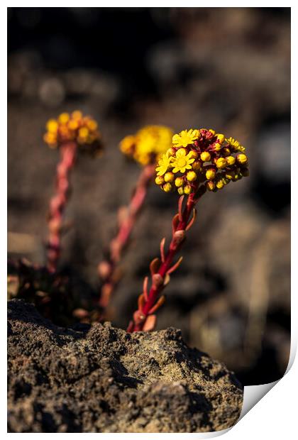 Yellow Aeonium Flower in lava field Print by Phil Crean