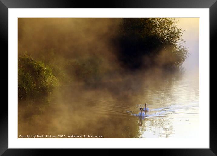 Swans in the mist Framed Mounted Print by David Atkinson
