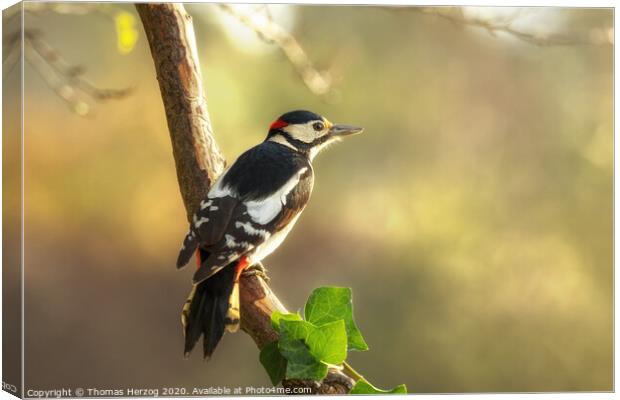 Great spotted Woodpecker Canvas Print by Thomas Herzog