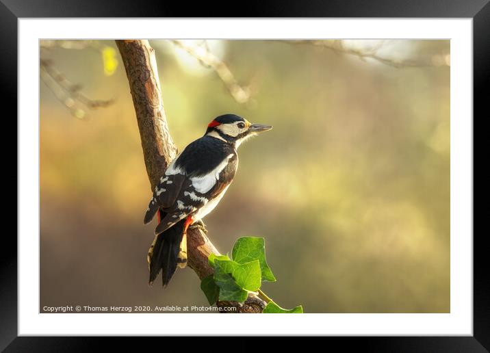 Great spotted Woodpecker Framed Mounted Print by Thomas Herzog