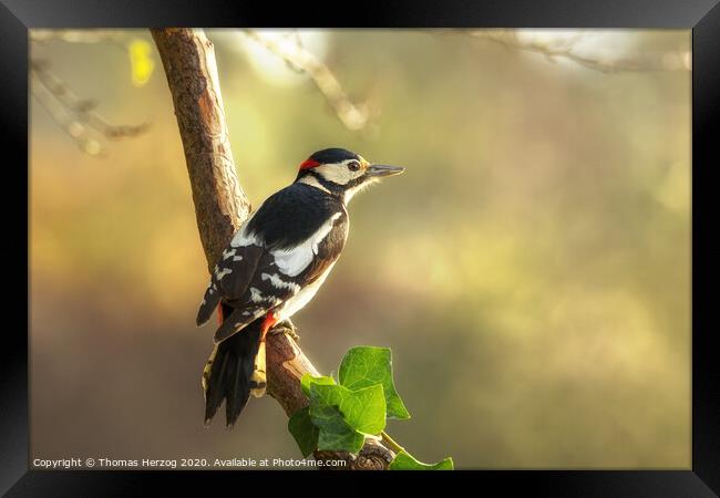 Great spotted Woodpecker Framed Print by Thomas Herzog