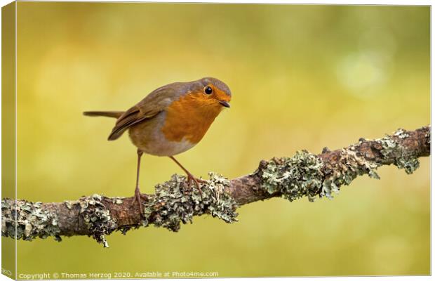 Robin at a brunch with lichen Canvas Print by Thomas Herzog