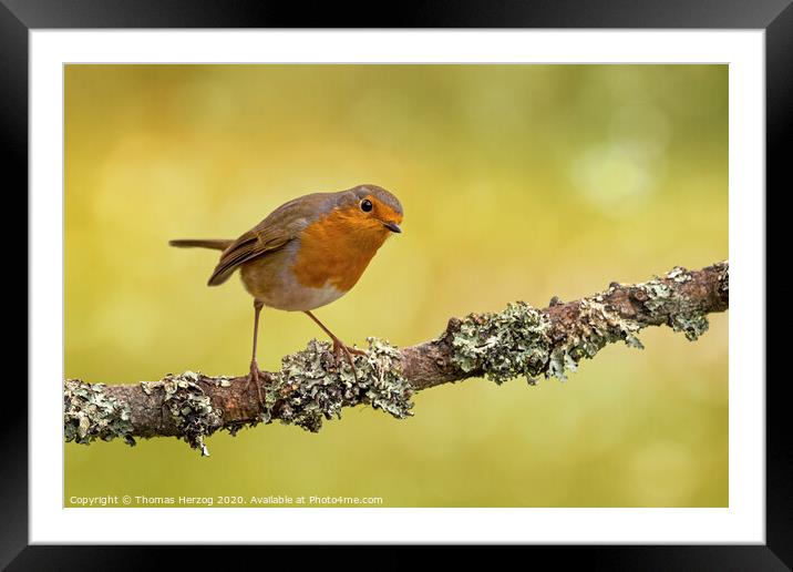 Robin at a brunch with lichen Framed Mounted Print by Thomas Herzog