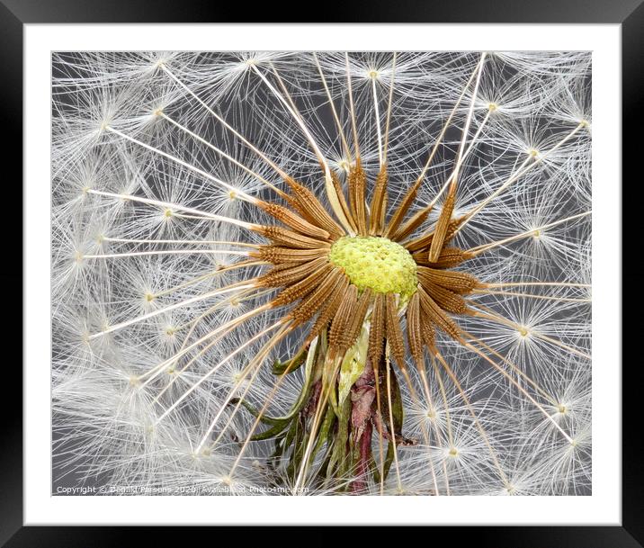 Dandelion clock Framed Mounted Print by Donald Parsons