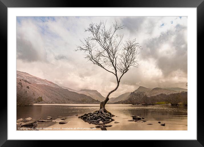 Lone Tree, Llyn Padarn Framed Mounted Print by Dinah Haynes