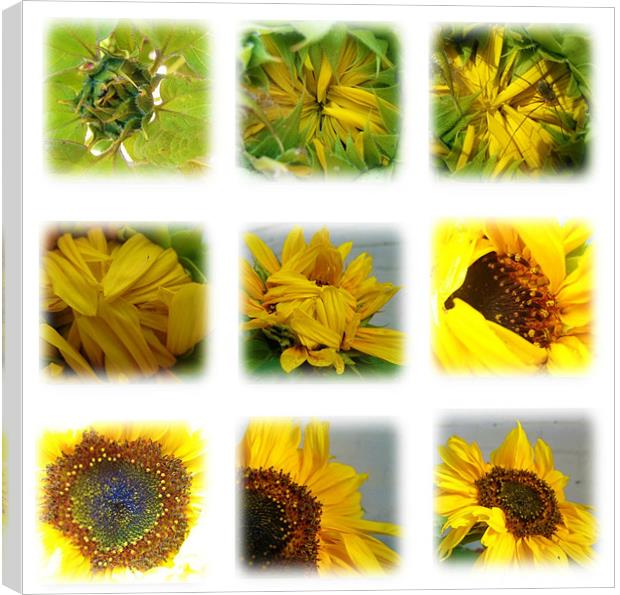 stages of a sunflower Canvas Print by rachael hardie