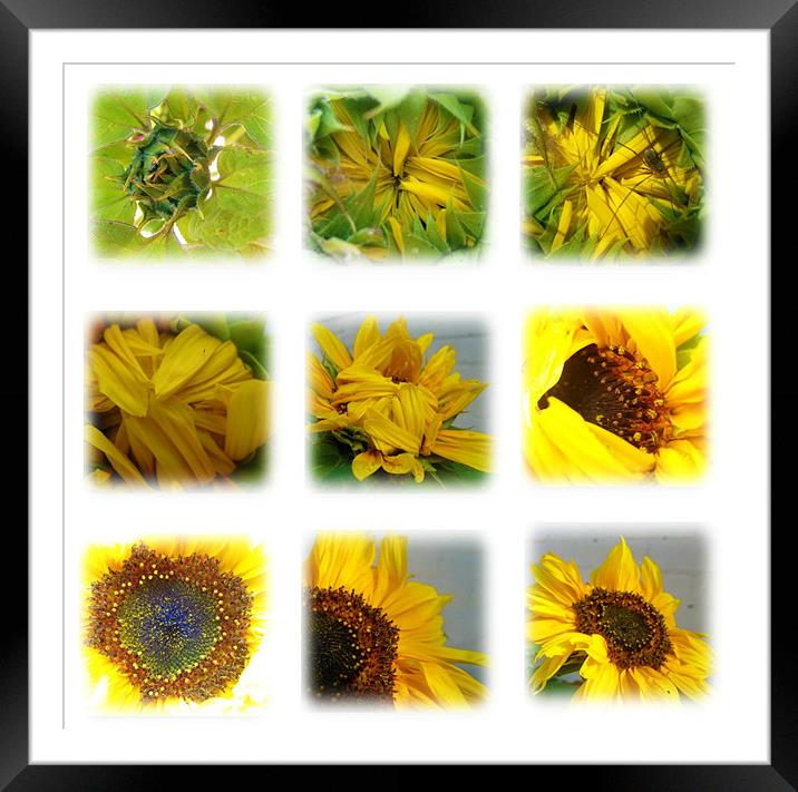 stages of a sunflower Framed Mounted Print by rachael hardie