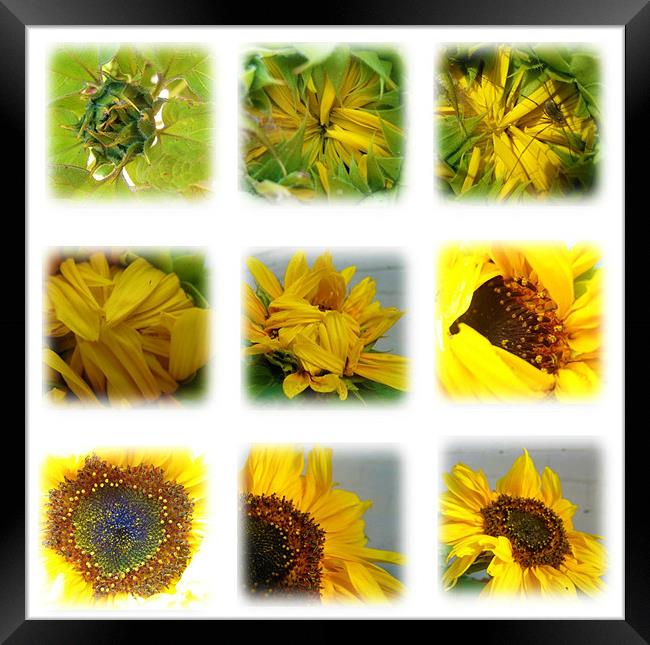 stages of a sunflower Framed Print by rachael hardie