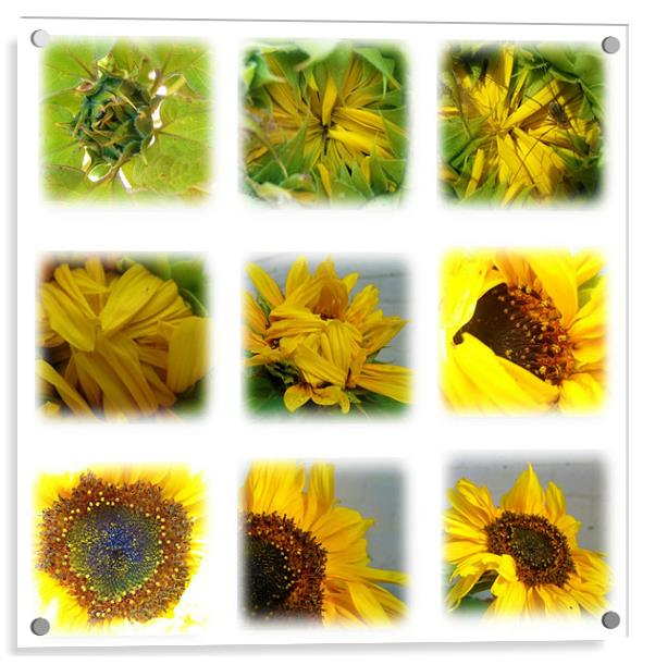 stages of a sunflower Acrylic by rachael hardie