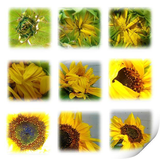 stages of a sunflower Print by rachael hardie