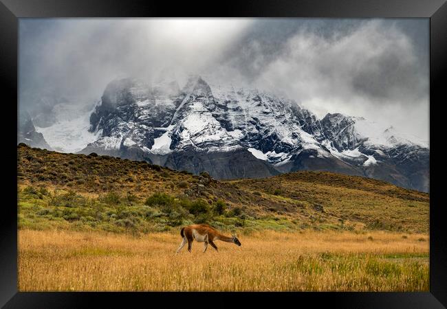 Torres del Paine Framed Print by Sandra Kepkowska