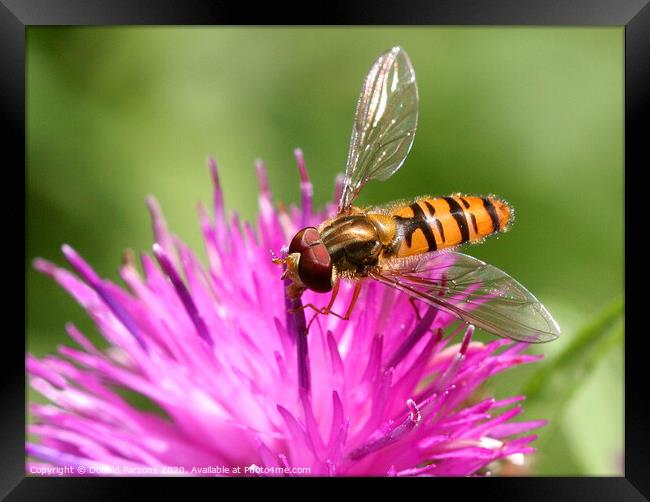 Marmalade Hoverfly Framed Print by Donald Parsons