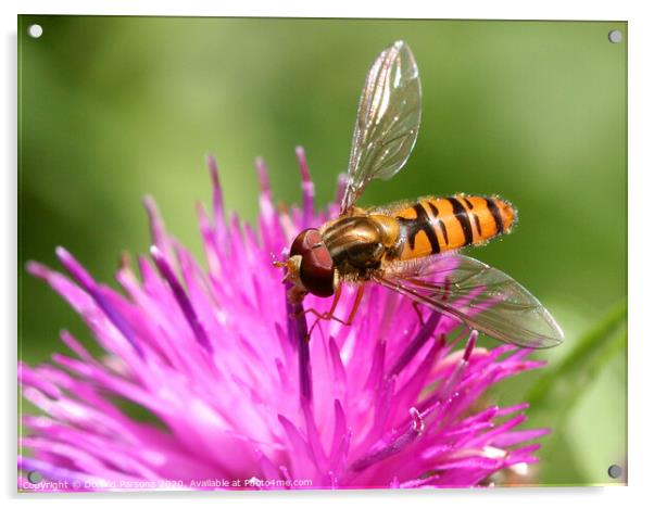 Marmalade Hoverfly Acrylic by Donald Parsons