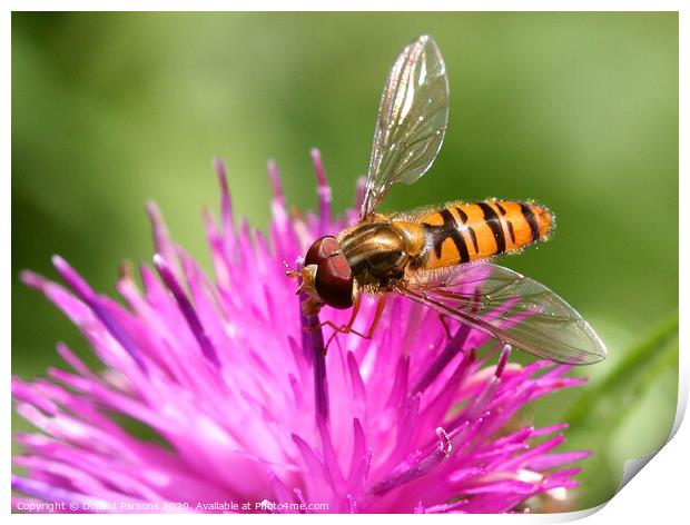 Marmalade Hoverfly Print by Donald Parsons