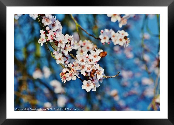 Spring Blossom Framed Mounted Print by David Atkinson