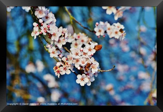 Spring Blossom Framed Print by David Atkinson