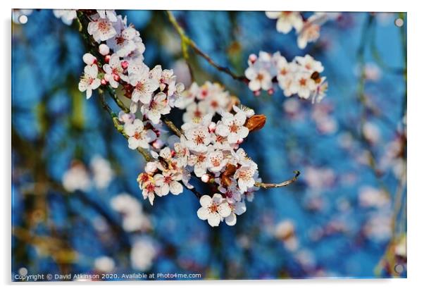 Spring Blossom Acrylic by David Atkinson