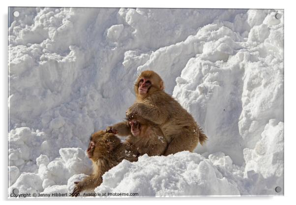 Three baby Snow Monkeys Acrylic by Jenny Hibbert