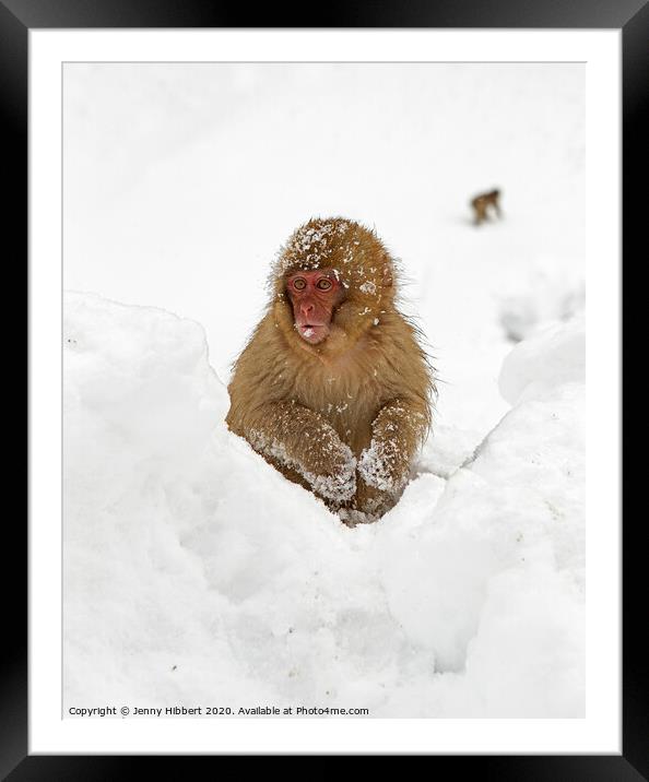 Young Snow Monkey sitting in deep snow Framed Mounted Print by Jenny Hibbert