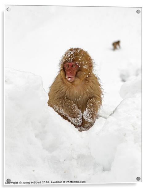 Young Snow Monkey sitting in deep snow Acrylic by Jenny Hibbert