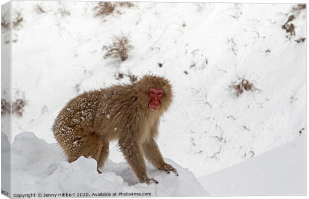 Adult Snow Monkey searching for food Canvas Print by Jenny Hibbert
