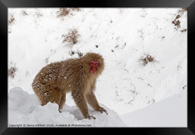 Adult Snow Monkey searching for food Framed Print by Jenny Hibbert
