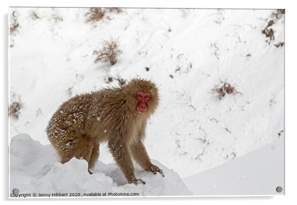 Adult Snow Monkey searching for food Acrylic by Jenny Hibbert