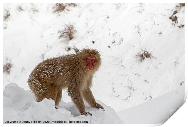 Adult Snow Monkey searching for food Print by Jenny Hibbert