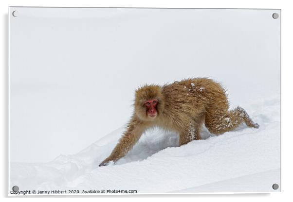 Adult Snow Monkey walking through snow Acrylic by Jenny Hibbert