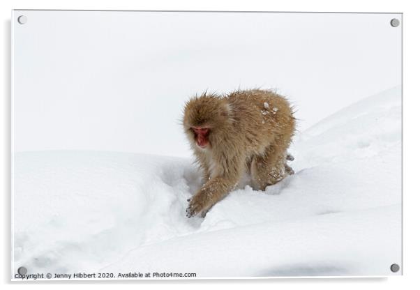 Adult Snow Monkey in heavy snow Acrylic by Jenny Hibbert