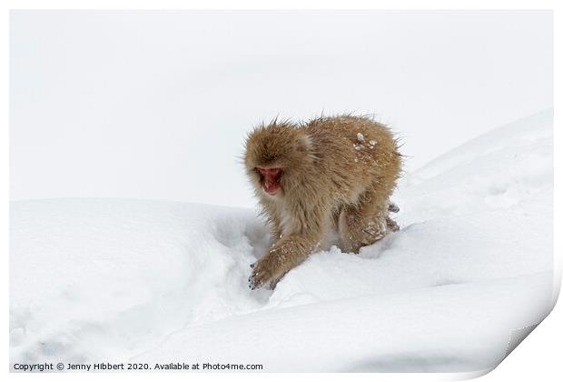 Adult Snow Monkey in heavy snow Print by Jenny Hibbert