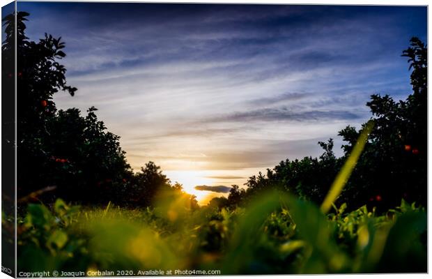 Nice sunset seen from the ground and surrounded by fruit trees, and an intense blue sky. Canvas Print by Joaquin Corbalan