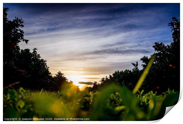 Nice sunset seen from the ground and surrounded by fruit trees, and an intense blue sky. Print by Joaquin Corbalan