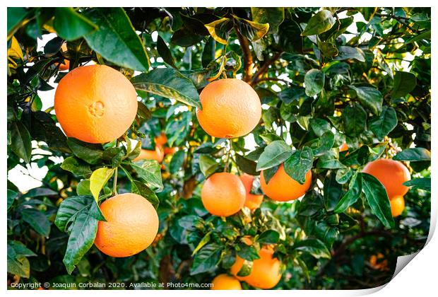 Young orange trees in an orchard full of ripe fruit in an agriculture business. Print by Joaquin Corbalan