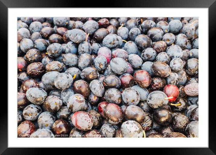 Detail of a pile of black olives collected to squeeze their oil. Framed Mounted Print by Joaquin Corbalan