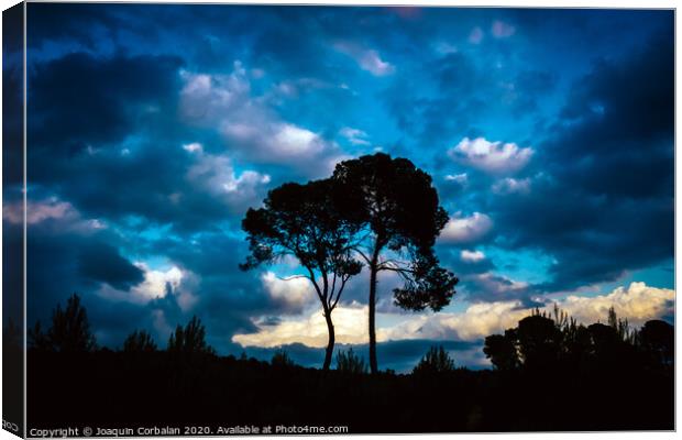 Silhouette of two lonely trees at sunset against the background of a warm blue cloudy sky. Canvas Print by Joaquin Corbalan