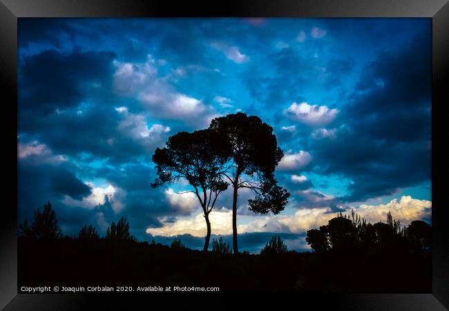Silhouette of two lonely trees at sunset against the background of a warm blue cloudy sky. Framed Print by Joaquin Corbalan