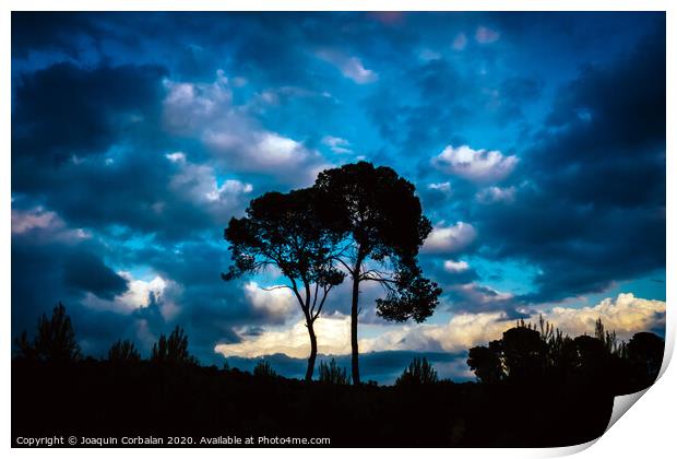 Silhouette of two lonely trees at sunset against the background of a warm blue cloudy sky. Print by Joaquin Corbalan